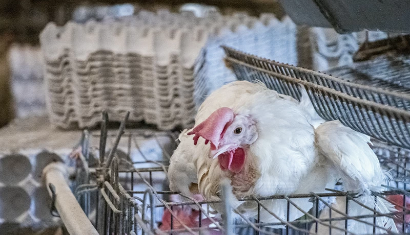 پرورش مرغ تخمگذار بومی در قفس - سپید طیور